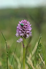 Seidiger Fallkäfer (Cryptocephalus sericeus) auf Dreizähnigem Knabenkraut (Neotinea tridentata).