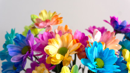 Fototapeta premium Multi-colored chrysanthemums on a plain background. Bouquet of chrysanthemums, beautiful flowers.