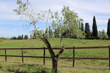 Fototapeta na wymiar Old olive tree in the field 