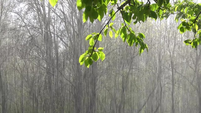 Apple tree branch with green foliage and heavy rain in the sunlight. Video with sound. Spring season.