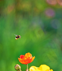 Hummel im Anflug auf Blüte