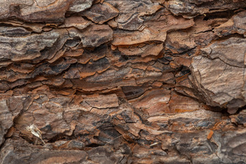 
This is a pine bark.