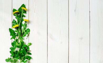 Dandelions, spring wildflowers on a wooden white background, layout with copy space, decor. Fresh Salad Ingredients, Healthy Vegetarian Food, detox