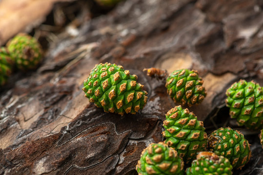 
These are young pine cones on the background of the bark.