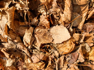 Autumn. Beautiful sunlight and brown leaves on ground in sunny warm forest. Autumnal background. Oak tree leaf. Hello autumn.
