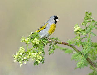 Lawrence's Goldfinch (Spinus lawrencei), Joseph D Grant County Park, Santa Clara, California, USA