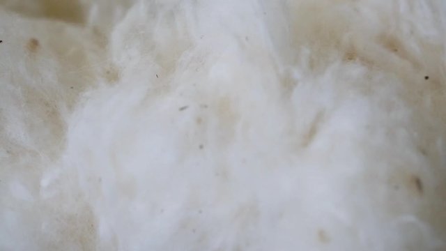 close up of organic wool fibers