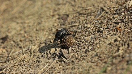 Matter Pillenwälzer oder Matter Pillendreher (Sisyphus schaefferi) mit Dungkugel