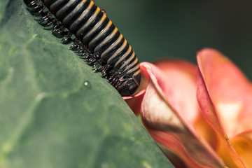 An insect that in Puerto Rico is called a hundred feet