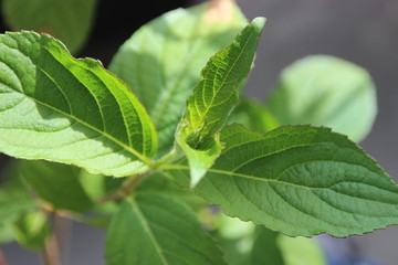 corchorus grow very fast in the spring season