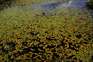 autumn leaves on the water