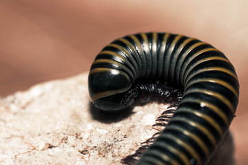 An insect that in Puerto Rico is called a hundred feet