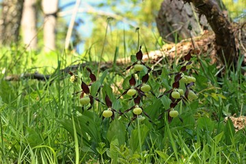 Gelber Frauenschuh (Cypripedium calceolus)