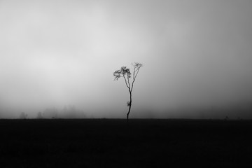 a tree in the misty morning