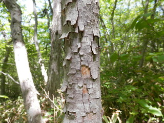 付箋のようにペラペラと剥がれている特徴的な樹皮