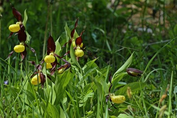 Gelber Frauenschuh (Cypripedium calceolus)
