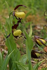 Gelber Frauenschuh (Cypripedium calceolus)