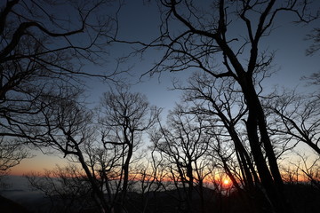 sunrise in the mountains with tree silhouette