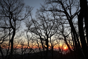 sunrise in the mountains with tree silhouette