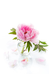 blooming pink tree peony flower on white background