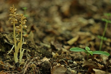 Vogel-Nestwurz (Neottia nidus-avis)