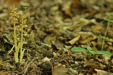 Vogel-Nestwurz (Neottia nidus-avis)