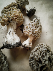 The first spring Morel mushrooms. Edible mushroom, nutritious and delicious mushroom