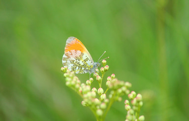 butterfly orange and white on the plant