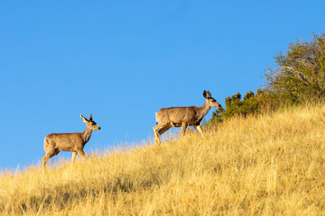 Sunrise Mule Deer Bucks