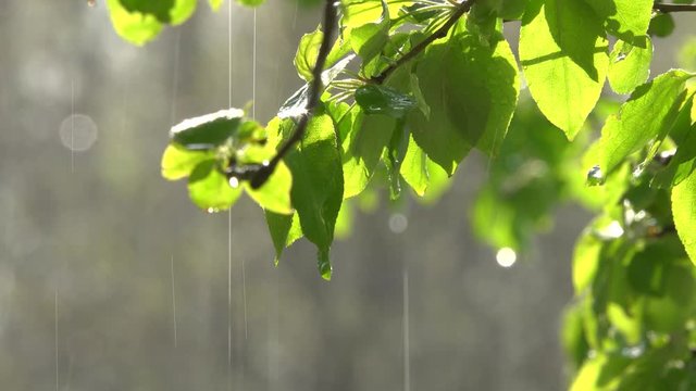 Apple tree branch with green foliage and heavy rain in the sunlight. Video with sound. Spring season.