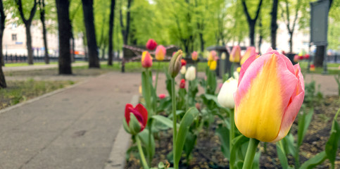 Multicolour tulips in the foreground on the boulevard. The bench wrapped in a white and red ribbon is out of focus in the background, which prohibits sitting due to the COVID-19 pandemic. Horizontal 