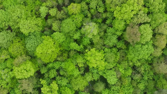 Aerial view of beech forest, Steigerwald, Franconia, Bavaria, Germany
