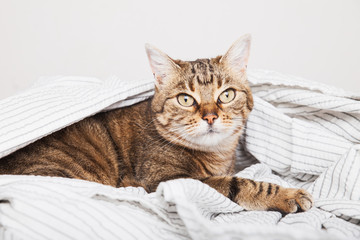 Young tabby mixed breed cat on light gray striped coat in contemporary bedroom. Kitten relaxing and warms on blanket in cold winter weather. Pets friendly and care concept.