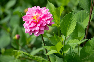 Dahlia flowering in garden