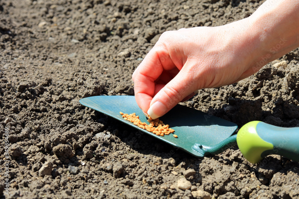 Wall mural hand planting seeds off a garden trowel