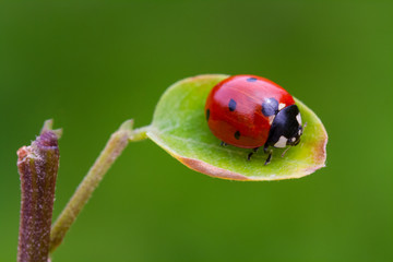 ladybird on a leaf