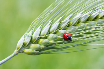 ladybird on a green leaf