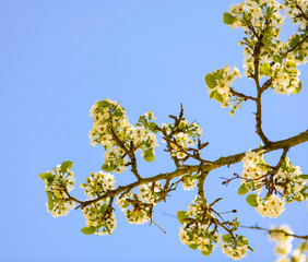 blossoming apple tree