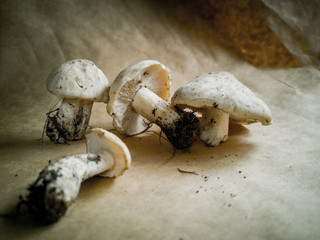 Close-up of pine mushrooms on a dark background . Edible and delicious mushrooms