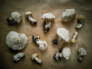 Close-up of pine mushrooms on a dark background . Edible and delicious mushrooms