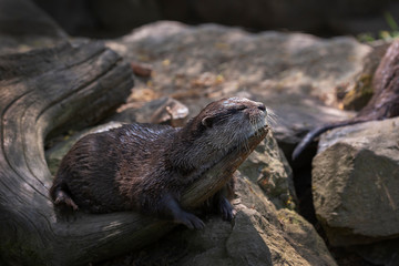 Aonyx cinereus - a small otter lying on a wooden trunk and basking in the sun and drying.