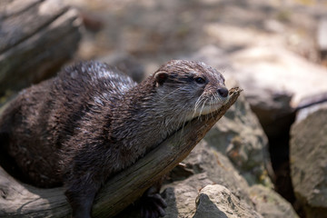 Aonyx cinereus - a small otter lying on a wooden trunk and basking in the sun and drying.