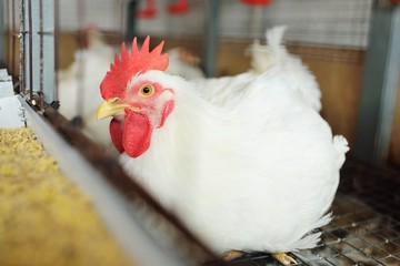 Growing broiler chickens. Huge broiler rooster close-up sitting in a cage and eating feed on the background of a poultry farm. - obrazy, fototapety, plakaty