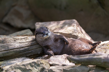 Aonyx cinereus - A small otter lying on its back and basking in the sun.