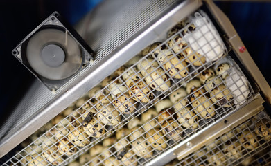 Growing quails on a poultry farm. Many quail eggs close-up in a special box incubator.