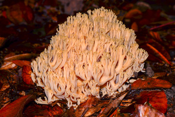 Grandfather's beard mushroom (Clavaria Flova) is also known as the comb tooth... Kırklareli, Turkey.