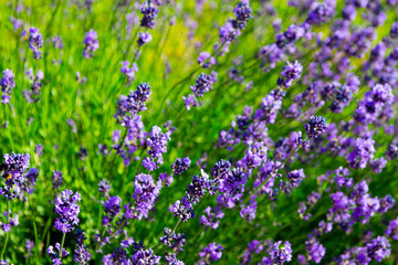 Fototapeta premium purple lavender flowers