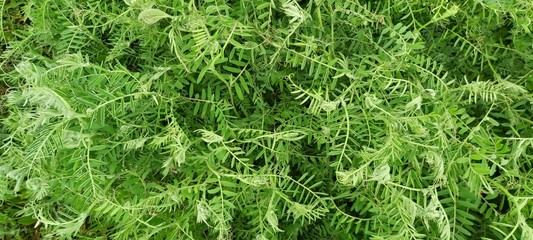 Herbs green