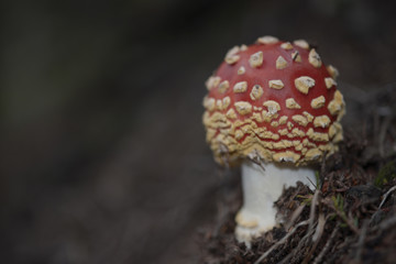 Fly agaric (Amanita muscaria Kackarlar Mountains. Pokut, Rize / Turkey.
