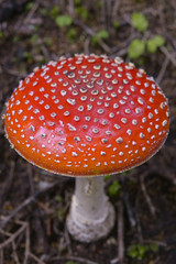 Fly agaric (Amanita muscaria Kackarlar Mountains. Pokut, Rize / Turkey.
